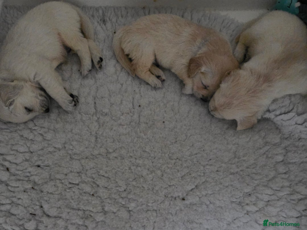 Golden Retriever dogs for sale: Gorgeous KC registered puppies for sale - Image 7