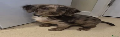 Cocker Spaniel 1