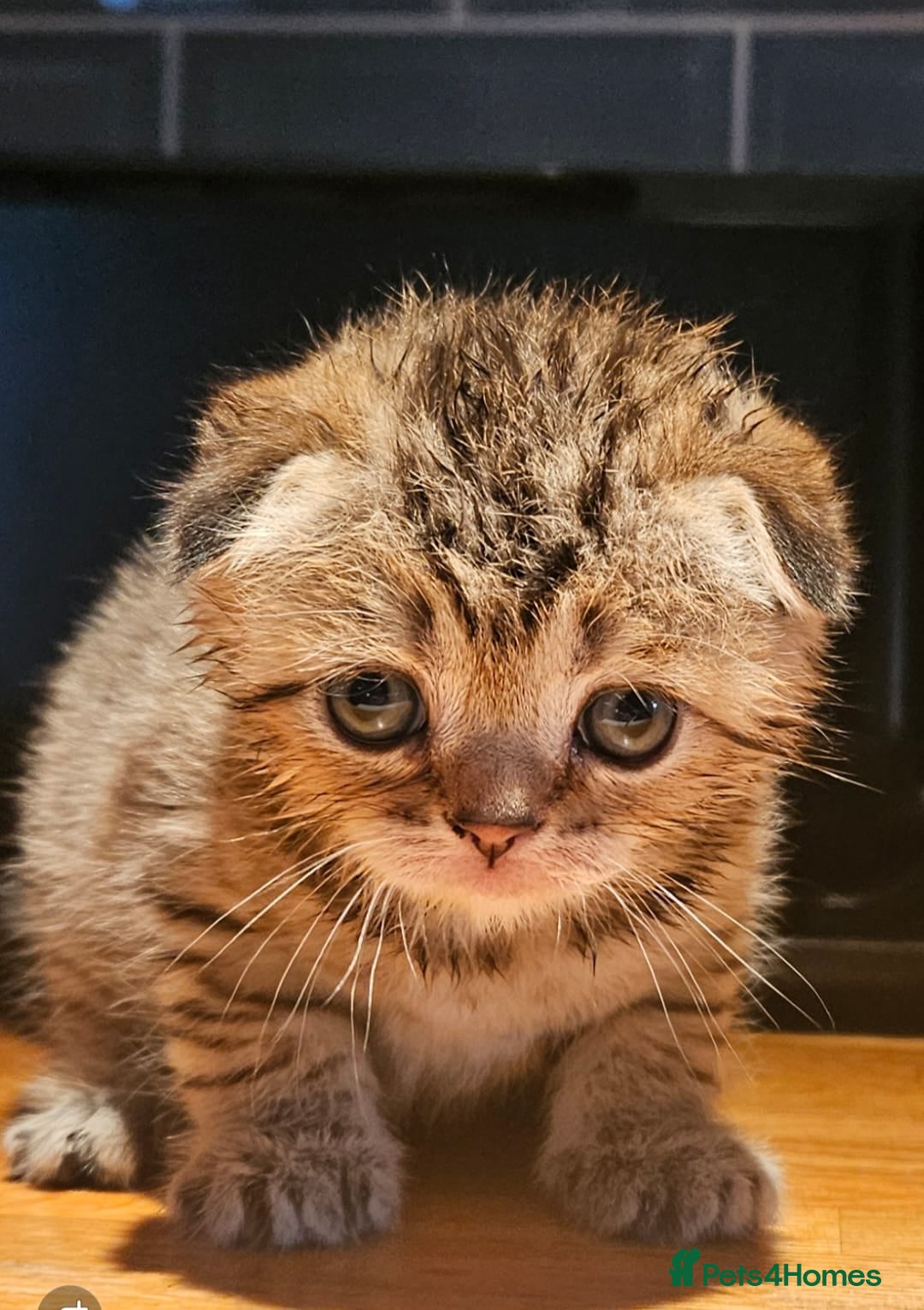 Scottish Fold cats for sale: SCOTTISH FOLD 2 FEMALES 1 FLUFFY MALE - Advert 1