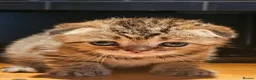 Scottish Fold cats for sale: SCOTTISH FOLD 2 FEMALES 1 FLUFFY MALE - Advert 1