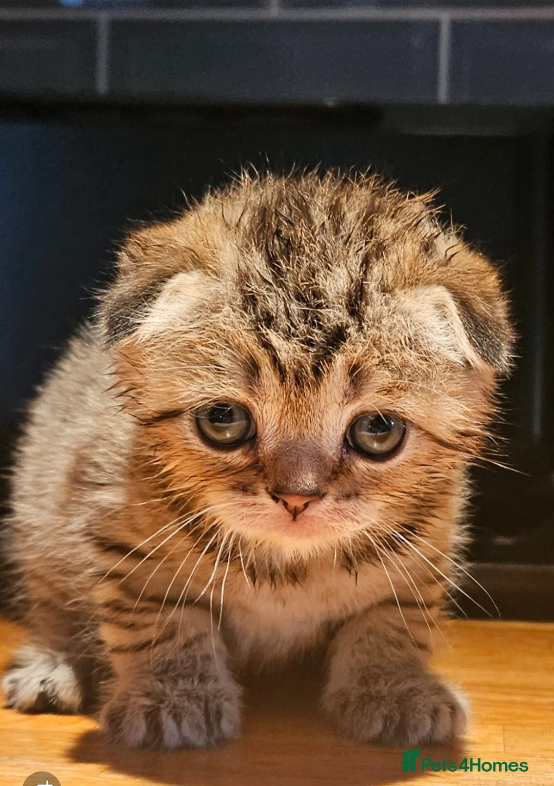 Scottish Fold cats for sale: SCOTTISH FOLD 2 FEMALES 1 FLUFFY MALE - Advert 1