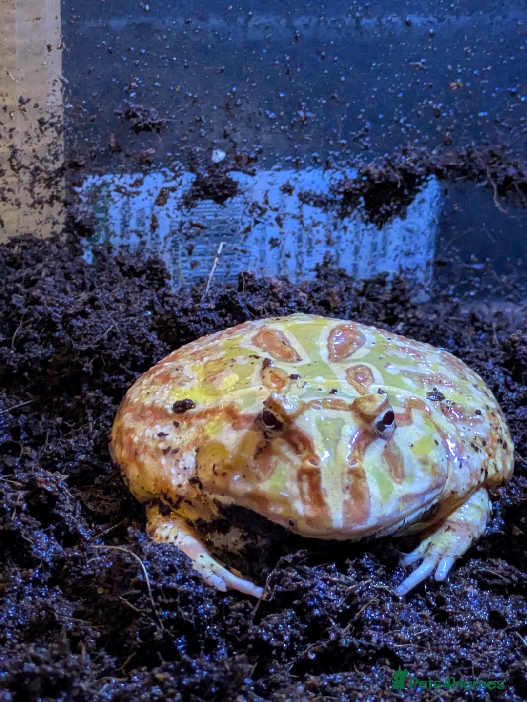 Frog reptiles for sale: Male + female pacman pixie horned frogs and setup - Image 2