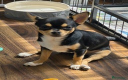 Chihuahua dogs for sale: LAST ONE Chihuahuas for sale BOY  - Image 7