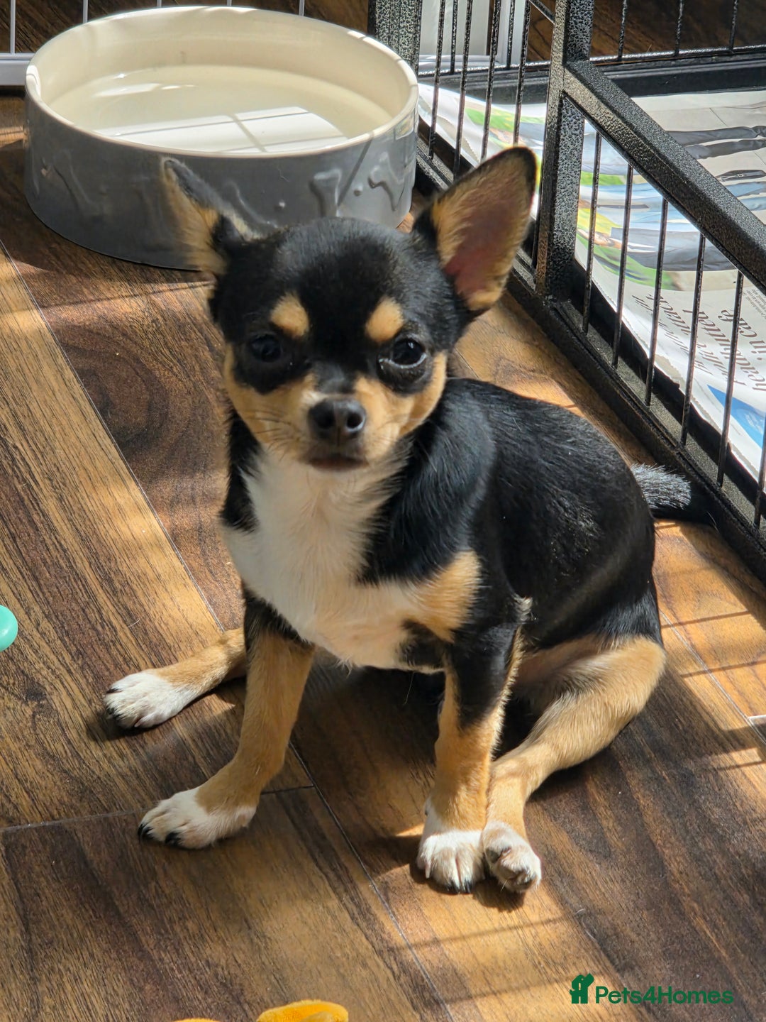 Chihuahua dogs for sale: LAST ONE Chihuahuas for sale BOY  - Image 7