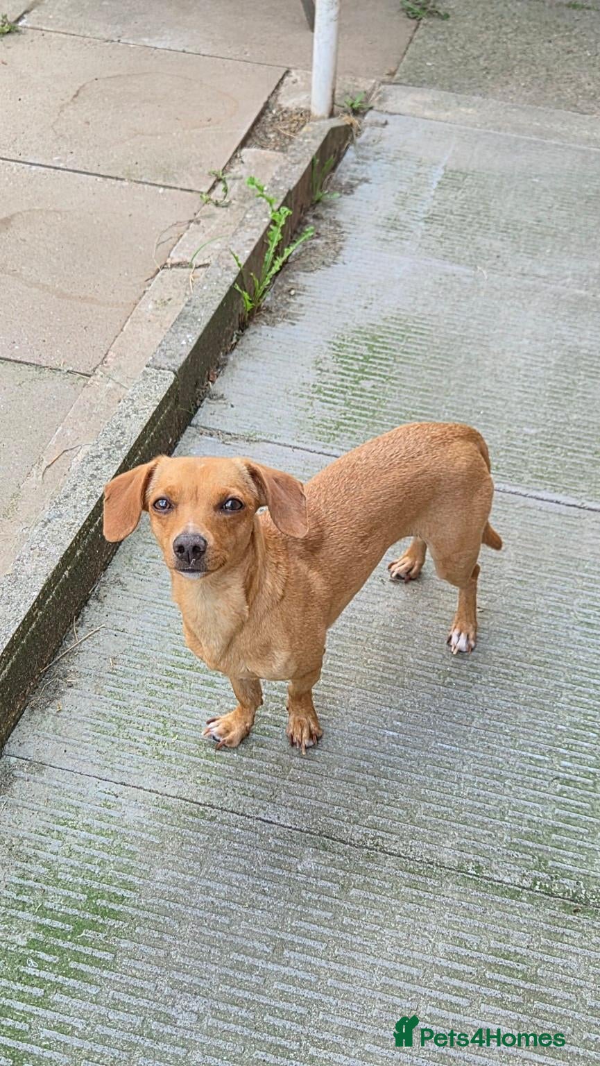 Chiweenie dogs 4 gorgeous dachund mixed with chihuahua  - Advert 1