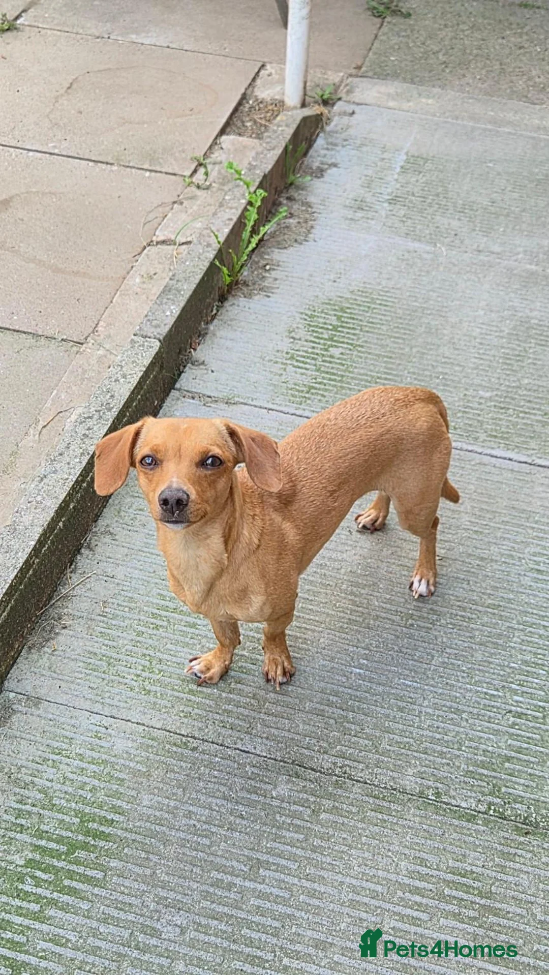 Chiweenie dogs for sale: 4 gorgeous dachund mixed with chihuahua  in Newcastle - Advert 1