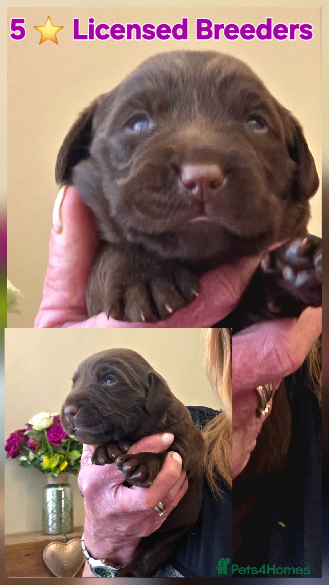 Cockerdor dogs Beautiful chocolate Springador puppies  - Advert 1