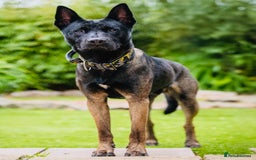 Belgian Shepherd Dog dogs for stud: Belgian Malinois x American Akita for Stud - Image 7