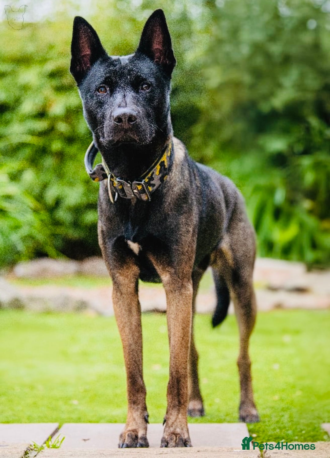 Belgian Shepherd Dog dogs for stud: Belgian Malinois x American Akita for Stud - Image 7