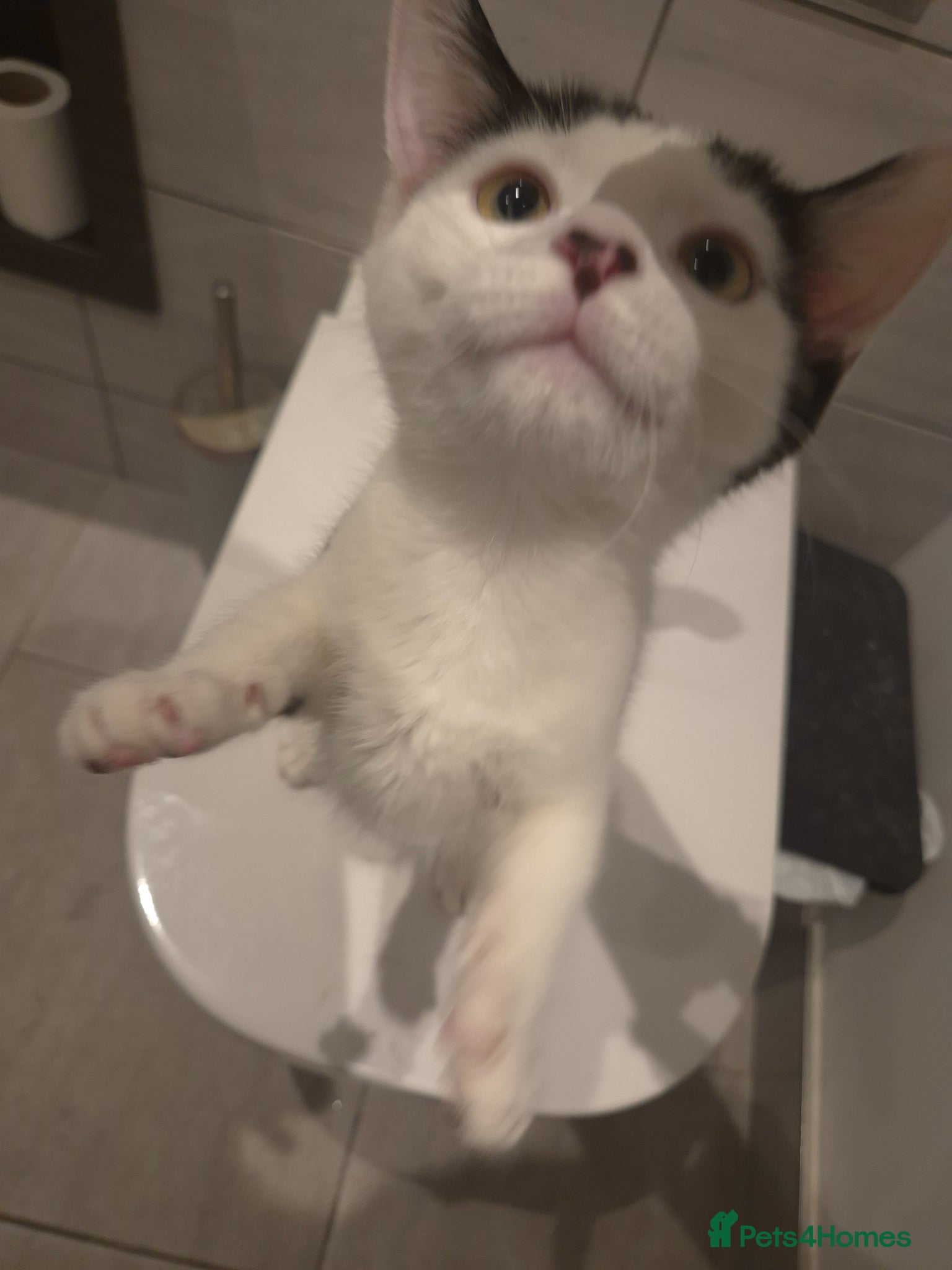 Mixed Breed cats The sweetest kitten girl you will ever meet!!! - Advert 5