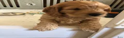 Cockapoo dogs for sale: Adorable Cockapoo Puppies  - Advert 2