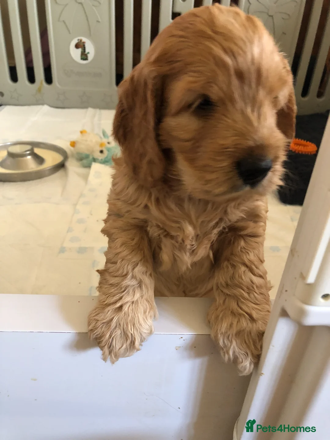 Cockapoo dogs for sale: Adorable Cockapoo Puppies  - Advert 2
