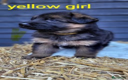 German Shepherd dogs for sale: German shepherd puppies  - Image 13