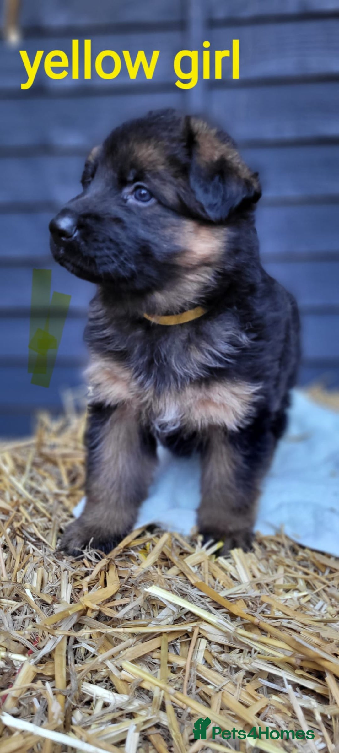 German Shepherd dogs for sale: German shepherd puppies  - Image 13
