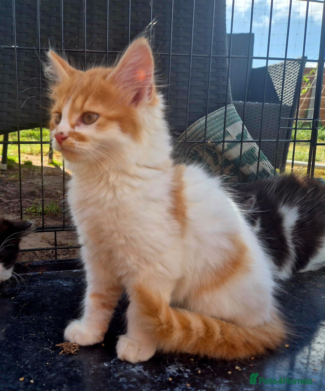 Mixed Breed cats for sale: Beautiful kittens - Image 2