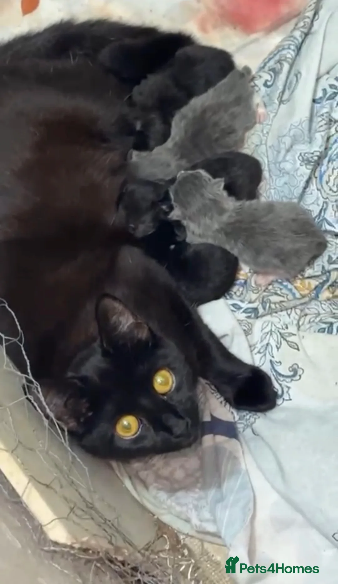 Domestic Shorthair cats for sale: Gorgeous kittens mix of Persian and shorthair in Derby - Advert 9