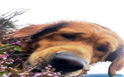 Mixed Breed dogs for sale: Golden Shepherd puppies  - Image 12