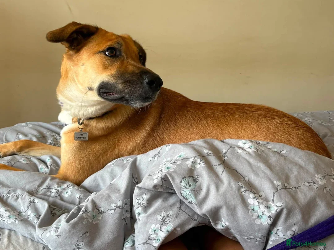 Mixed Breed dogs for adoption: Ree - Norwich Norfolk  - Advert 1