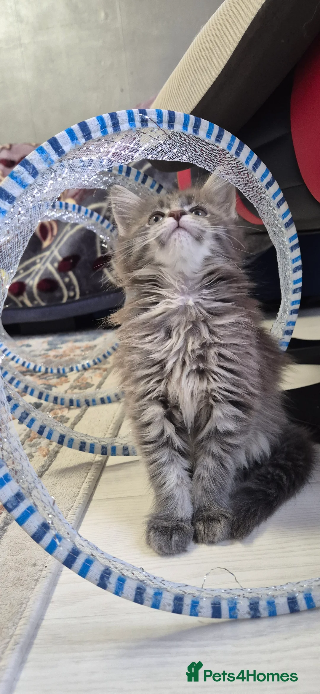 Maine Coon cats for sale: Maine Coon kittens  - Advert 3