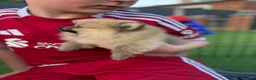 Pomeranian dogs for sale:  **  Pomeranian puppy’s ready to leave  in Liverpool - Advert 7
