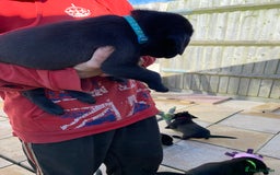 Labrador Retriever dogs for sale: Stunning last pedigree lab pup for sale kc reg  - Image 5