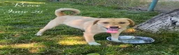 Mixed Breed dogs for adoption: Reece. 8 months approx. Available for adoption. in Brixham - Advert 4