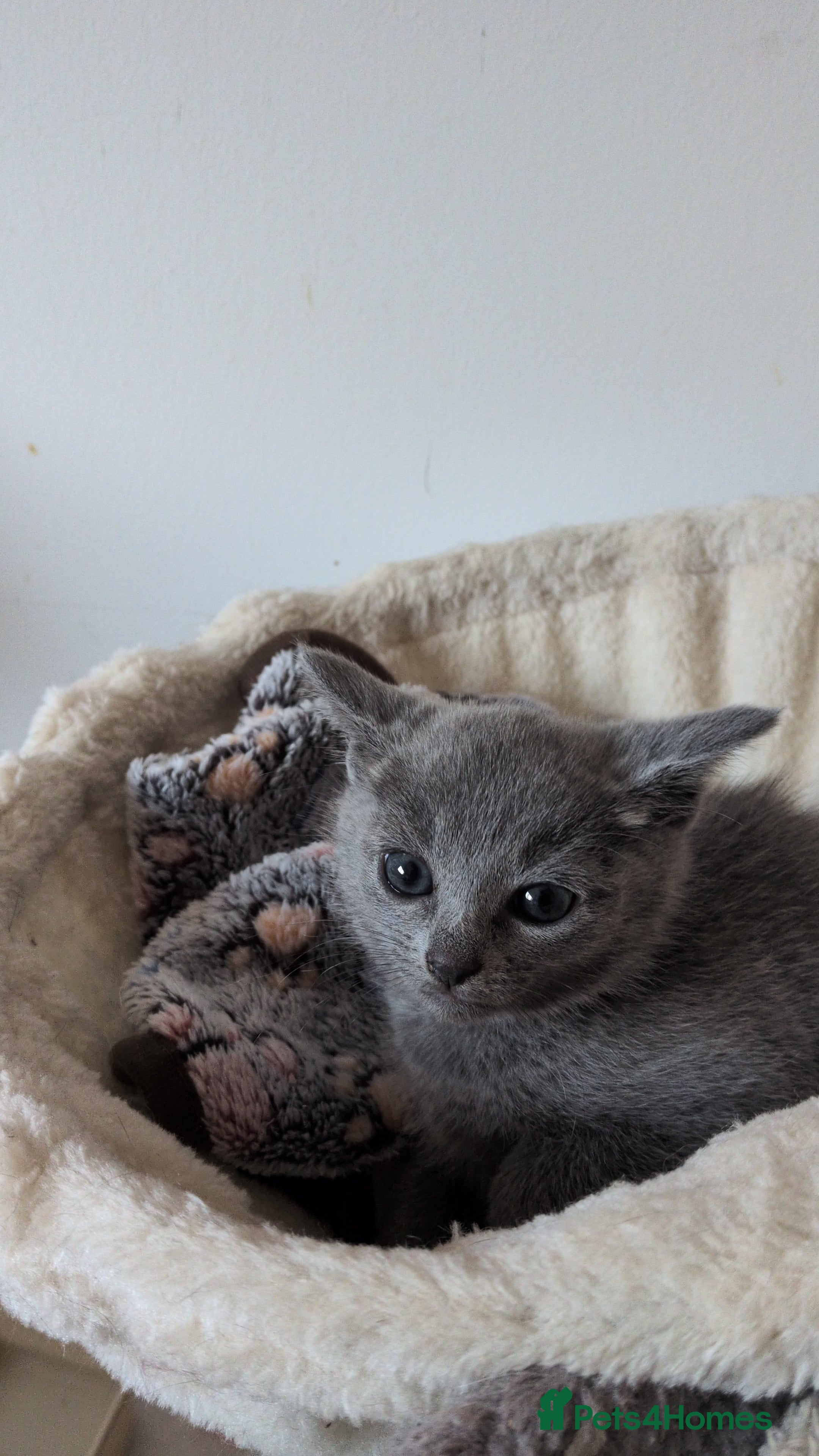 Russian Blue cats Beautiful russian blue kittens 4 girls ready now  - Advert 2