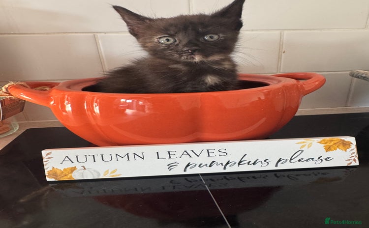 Mixed Breed cats - Advert 8