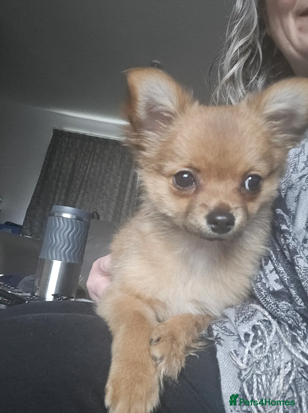 Pomchi dogs for sale: Gorgeous pomchi puppies  - Advert 1