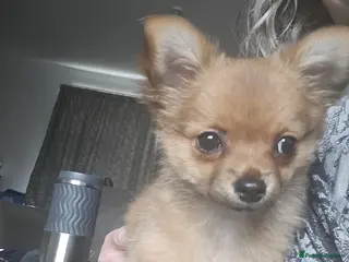 Pomchi dogs Gorgeous pomchi puppies - Advert 21