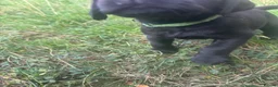 Labrador Retriever dogs for sale: Labrador puppies  in Welwyn Garden City - Advert 14