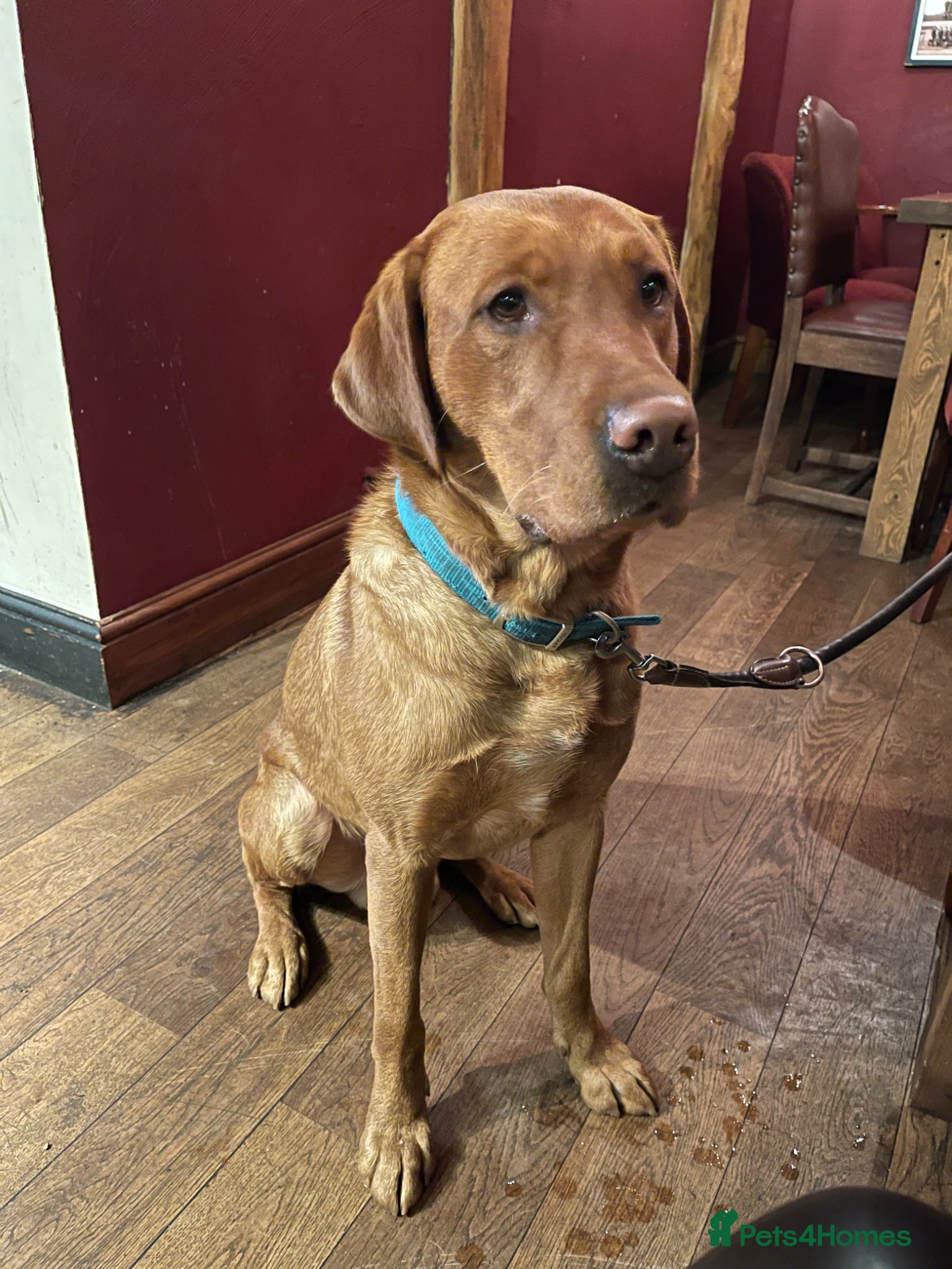 Labrador Retriever dogs for sale: KC Stunning Dark Fox Red Labrador Puppies - Advert 11