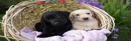 Labrador Retriever dogs for sale: *Beautiful kc, Dna clear labrador puppies* - Advert 14
