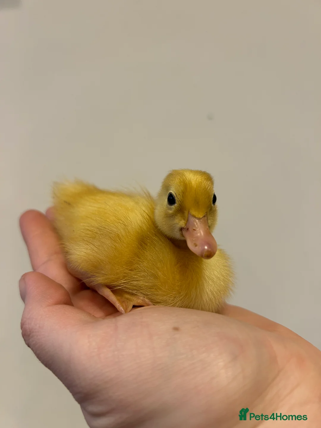 Ducks poultry for sale: Runner ducklings day old  - Advert 1