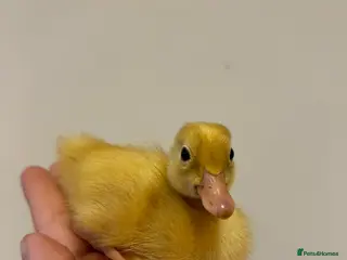 Ducks poultry Runner ducklings day old - Advert 2