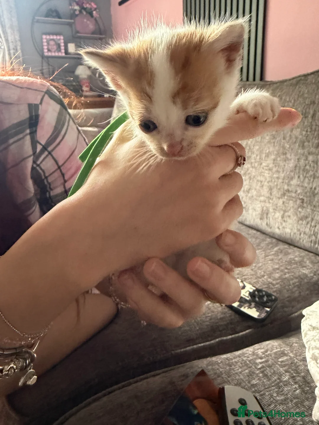 Mixed Breed cats for sale: Stunning white & ginger girl kittens x 3  - Advert 2