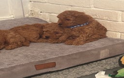 Mixed Breed dogs for sale: X1 beautiful red miniature left (boy)  - Image 5