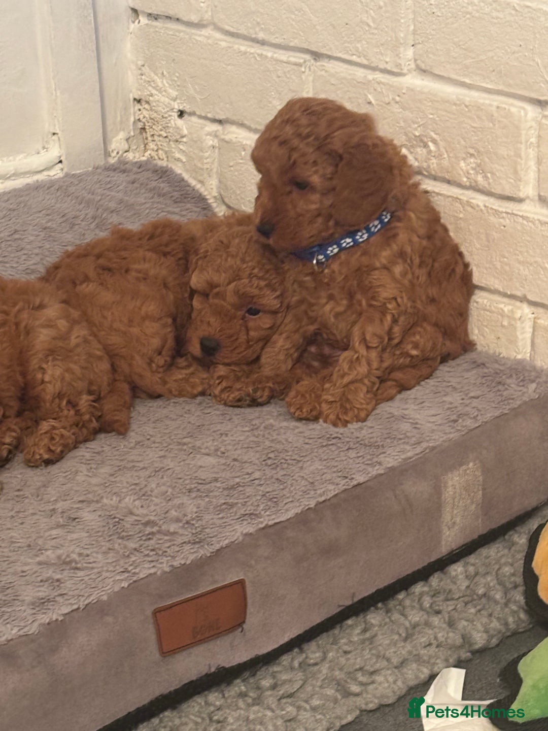 Mixed Breed dogs for sale: X1 beautiful red miniature left (boy)  - Image 5