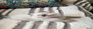 Ragdoll 3