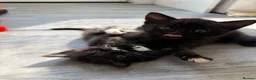 Mixed Breed cats for sale: Kittens  in Knaresborough - Advert 4