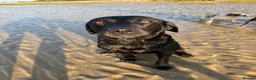 Labrador Retriever dogs for stud: KC registered Labrador retriever  in Chichester - Advert 8