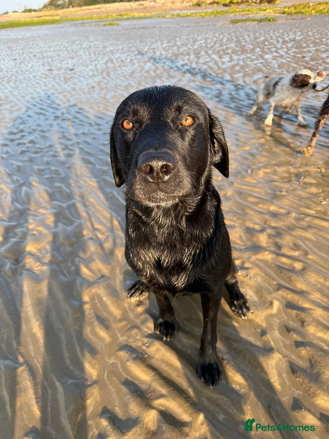 Labrador Retriever dogs for stud: KC registered Labrador retriever  in Chichester - Advert 8