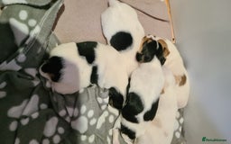 Jack Russell dogs for sale: Beautiful Jack russell puppies  - Advert 4