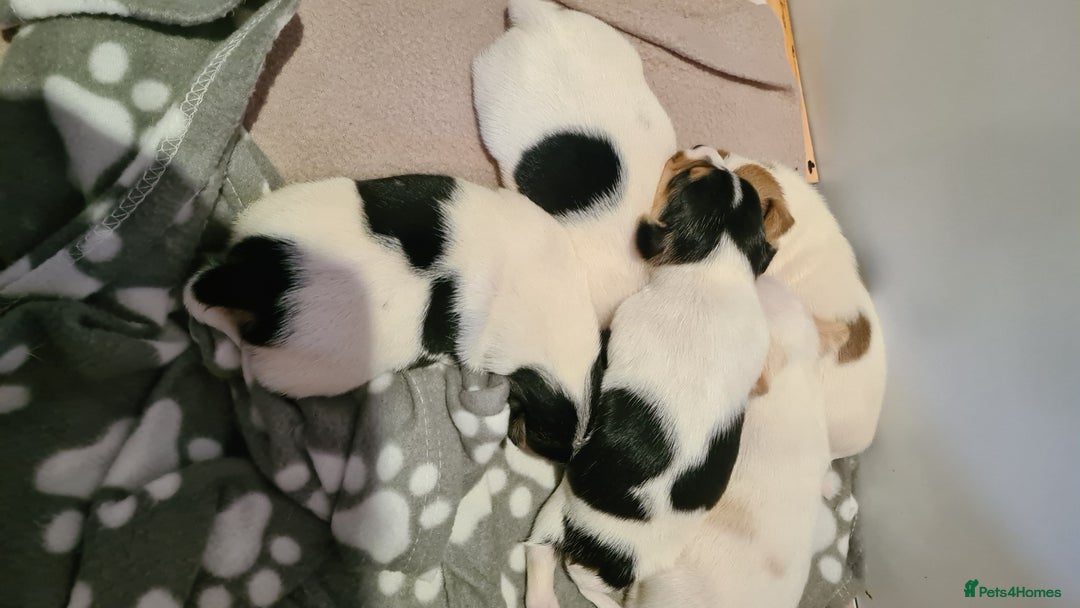 Jack Russell dogs for sale: Beautiful Jack russell puppies  - Advert 4