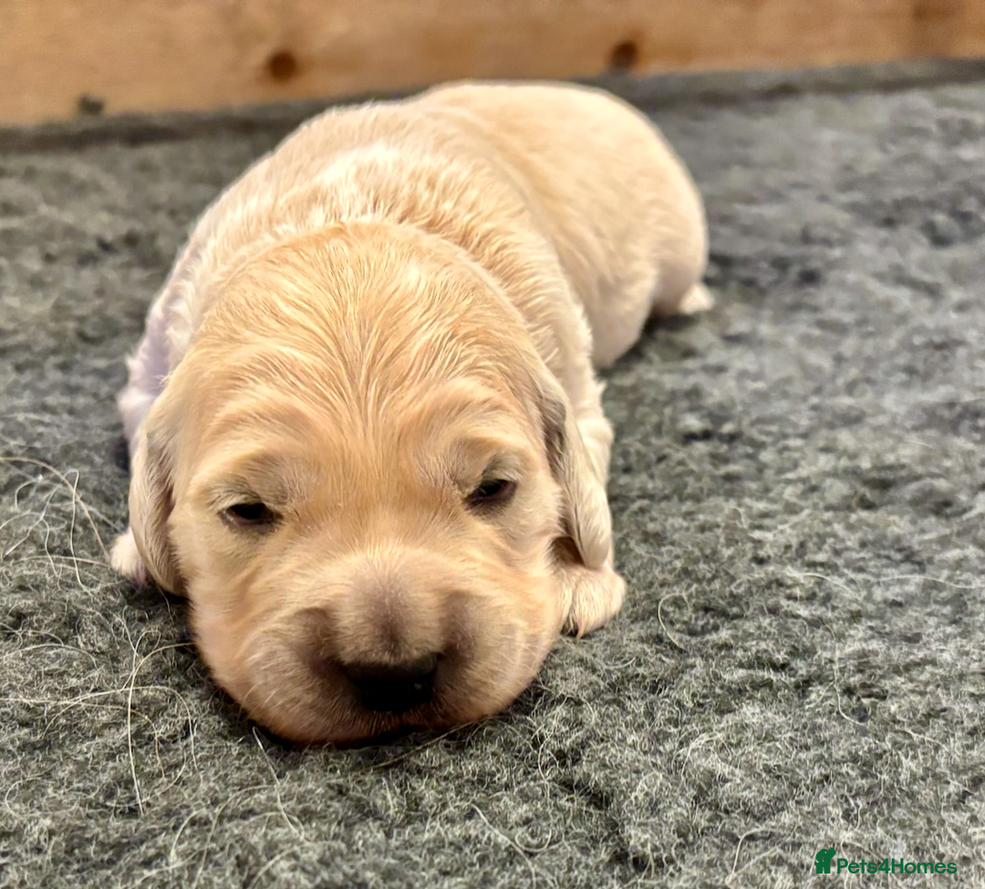 Golden Retriever dogs for sale: KC Reg Golden Retriever Puppies - Image 4