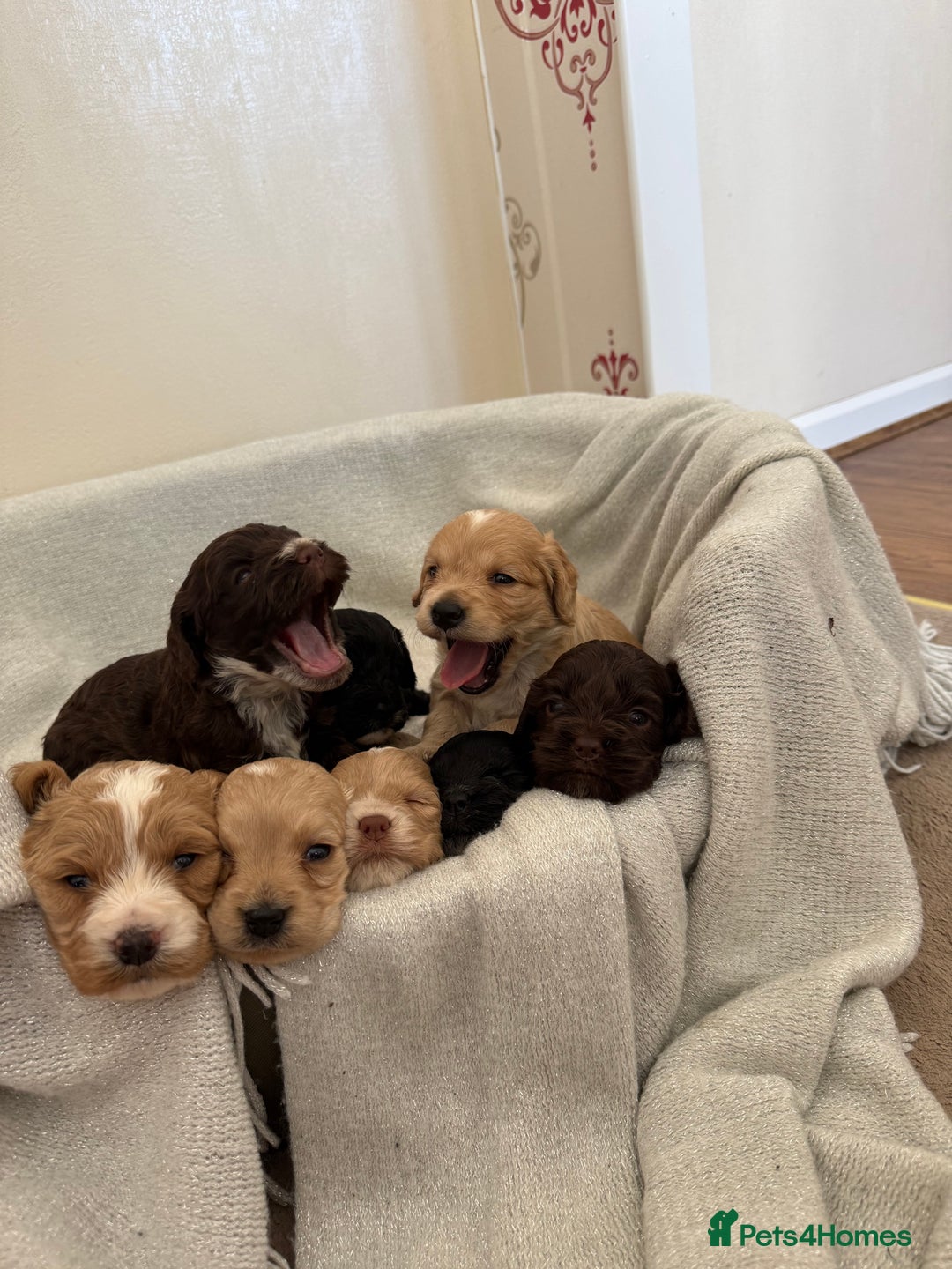 Cockapoo dogs for sale: 8 beautiful cockapoo puppies  - Image 2