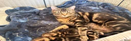 Mixed Breed cats for sale: Beautiful Tabby Kittens - Advert 2