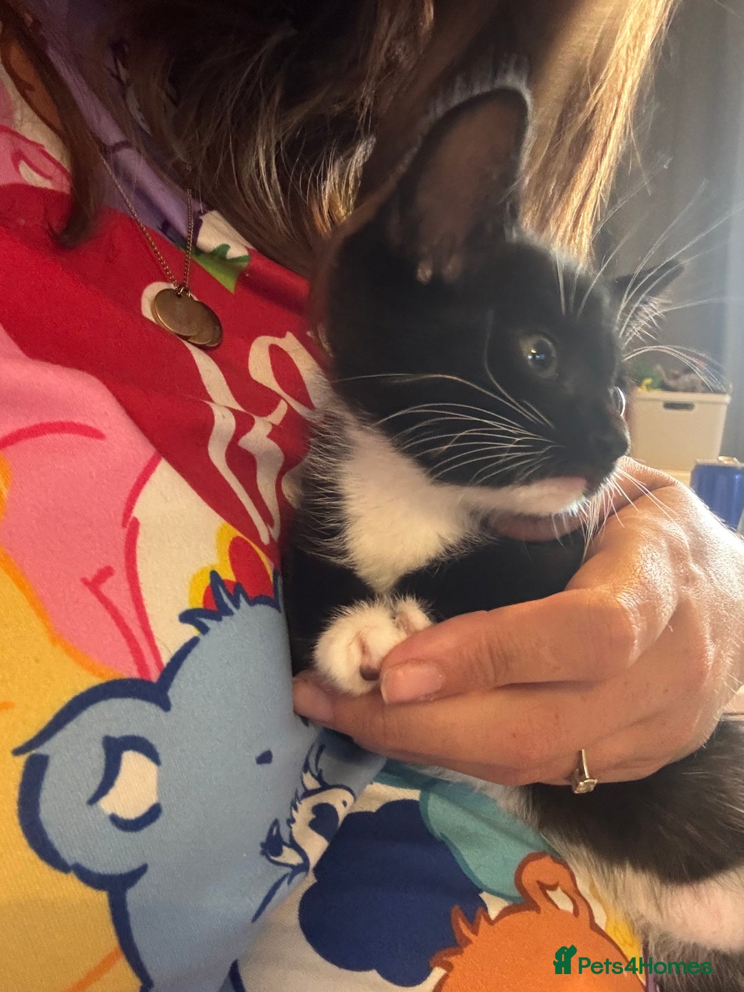 Domestic Shorthair cats for sale: 3 Gorgeous domestic short haired kittens - Image 2