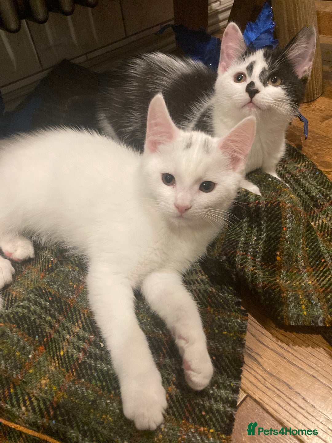 Turkish Van cats for sale: Gorgeous Turkish Van Kittens - Advert 22