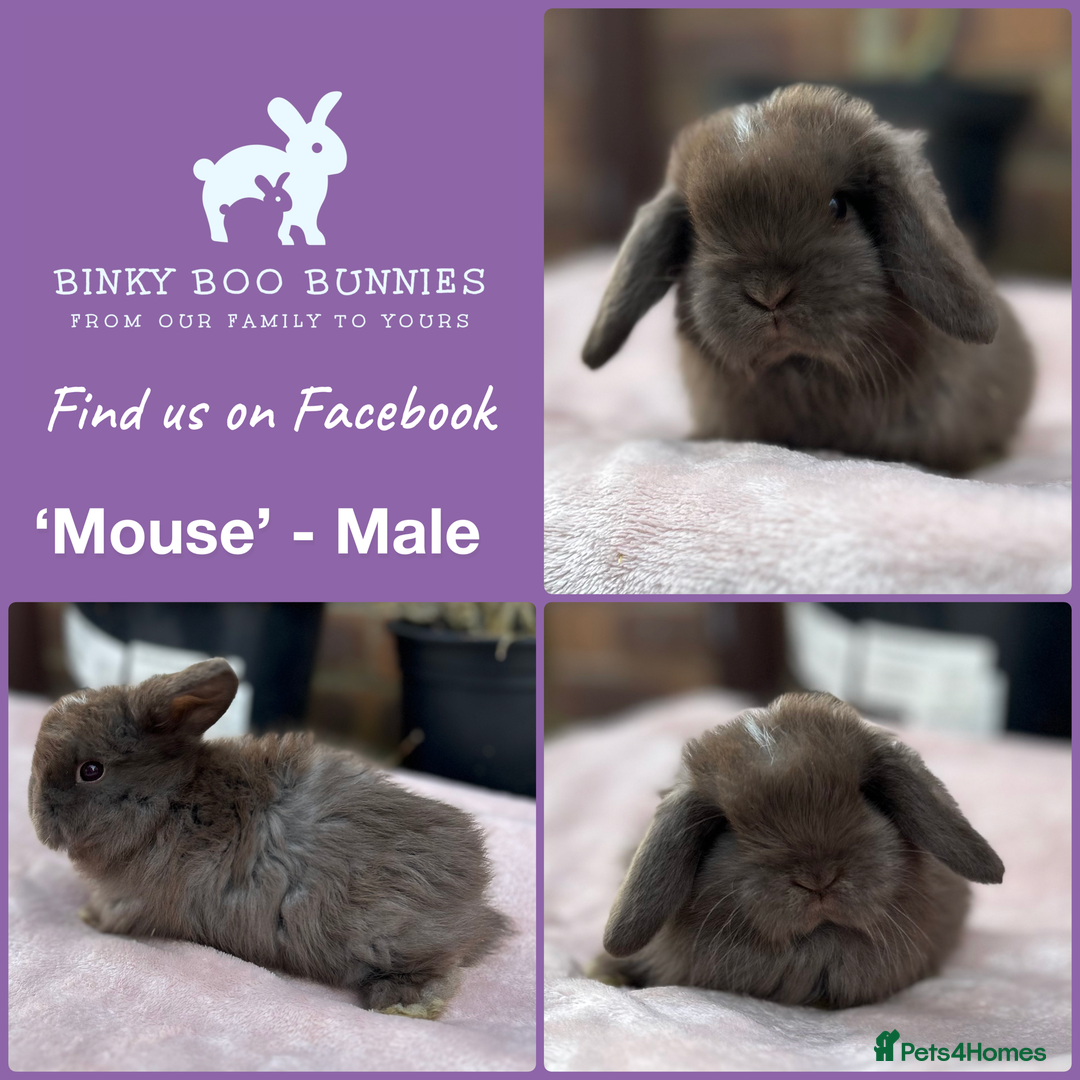 Mini Lop rabbits for sale: Mini Lop Babies- Ready 23/12 - Reserve Now - Advert 4